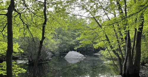 A serene forest scene with lush green trees surrounding a calm pond and a small rocky island in the center.