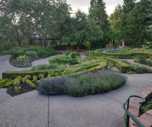 A landscaped garden with winding paths, lush greenery, and blooming lavender plants.