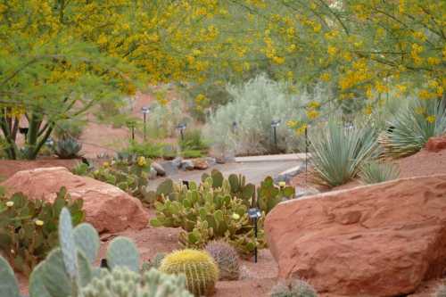 A desert landscape featuring cacti, rocks, and yellow flowering trees along a winding path.