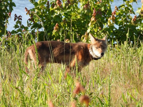 A coyote stands in tall grass near a body of water, surrounded by green foliage.