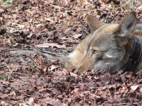 A close-up of a coyote lying among dry leaves, partially hidden, with a focused expression.