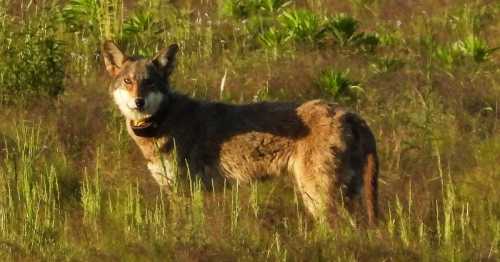 A coyote stands in a grassy field, looking back with a collar around its neck.