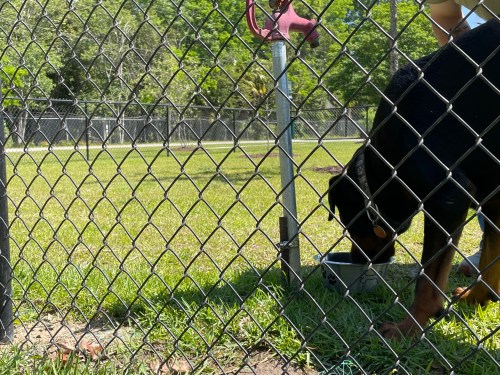 A Rottweiler drinks water from a bowl inside a fenced dog park on a sunny day.