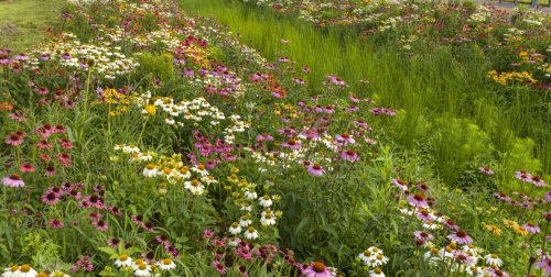A vibrant field of colorful wildflowers and lush green grass under a clear sky.