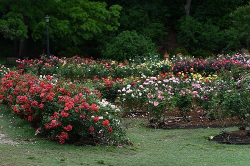 A vibrant garden filled with blooming roses in various colors, surrounded by lush greenery.