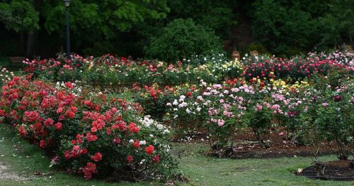 A vibrant garden filled with blooming roses in various colors, surrounded by lush greenery.
