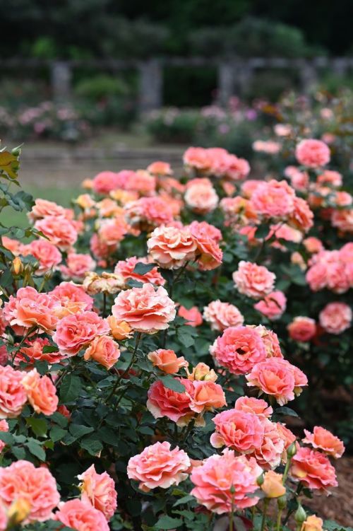 A vibrant display of peach-colored roses in full bloom, surrounded by lush green foliage.