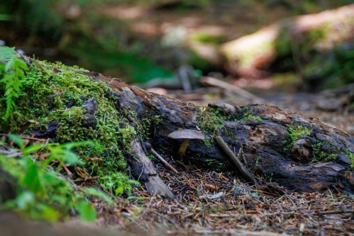 A small mushroom grows on a moss-covered log in a forest setting, surrounded by fallen leaves and greenery.