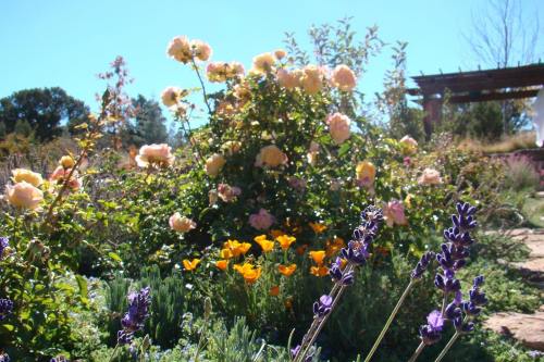A vibrant garden featuring blooming roses, orange poppies, and purple lavender under a clear blue sky.