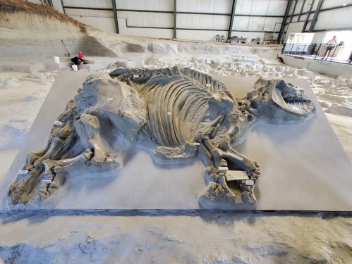 Fossilized skeleton of a large prehistoric animal displayed in a museum setting, surrounded by excavation materials.