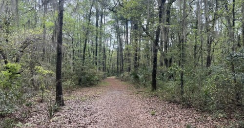 Leaves cover a nature trail in South Carolina.