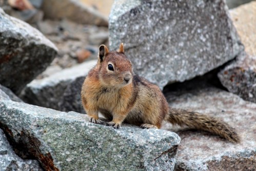 A small squirrel perched on a rocky surface, looking curiously at its surroundings.
