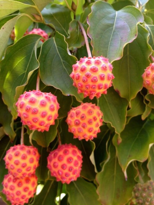 Bright pink and orange spiky fruits hanging from green leaves, creating a vibrant and colorful display.