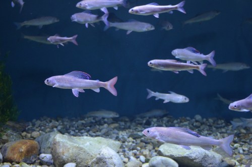 A school of fish swimming in an aquarium, with pebbles and plants visible on the bottom.