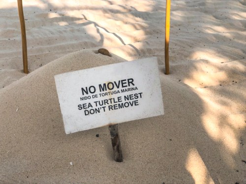 Sign in sandy area reading "No Mover: Sea Turtle Nest, Don't Remove" with wooden stakes in the background.