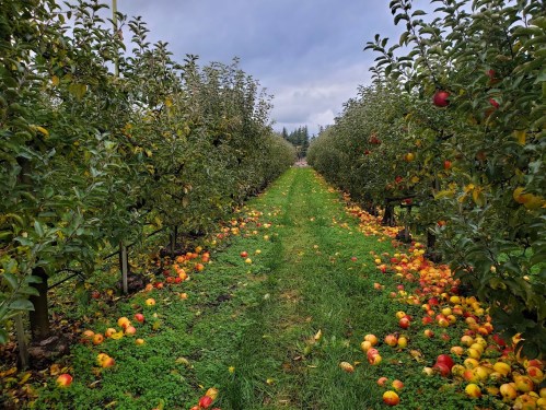 A lush apple orchard with fallen apples scattered on the grass between rows of trees under a cloudy sky.