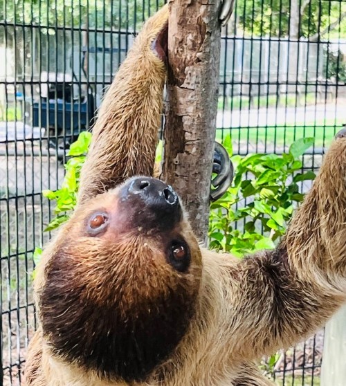 A sloth hanging upside down from a tree branch, with a curious expression and lush greenery in the background.