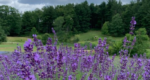 A field of vibrant purple lavender flowers in the foreground, with a lush green landscape and trees in the background.