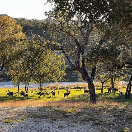 A serene landscape with deer grazing under trees, bathed in warm sunlight.