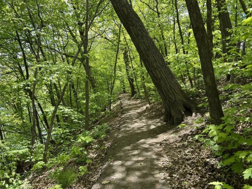 A winding dirt path through a lush green forest with tall trees and vibrant foliage.