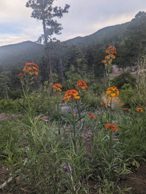 Vibrant orange and yellow flowers bloom in a mountainous landscape, surrounded by green foliage and trees.