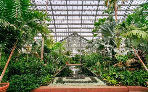 Lush indoor garden with tropical plants and a reflective pond under a glass roof.
