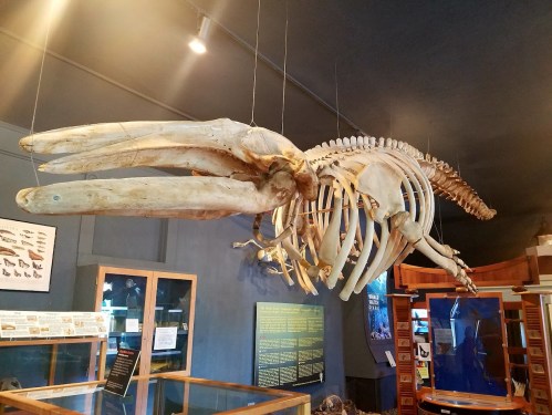 A large whale skeleton suspended from the ceiling in a museum, surrounded by informational displays.