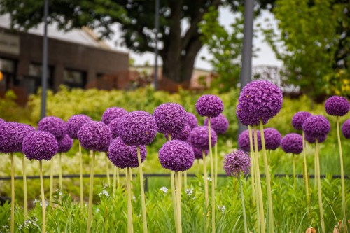 Vibrant purple allium flowers in a lush green garden, creating a striking floral display.