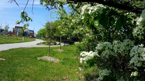 A sunny park scene with blooming white flowers, green grass, and a winding path in the background.