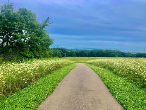 A winding path through a lush green field, bordered by wildflowers and trees under a cloudy sky.