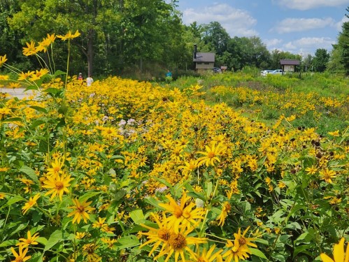 A vibrant field of yellow flowers under a blue sky, with trees and buildings in the background.