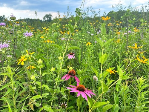 A vibrant wildflower field with purple coneflowers, yellow blooms, and lush green foliage under a cloudy sky.