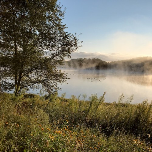 A serene lake at dawn, surrounded by mist, trees, and wildflowers, with ducks visible on the water's surface.