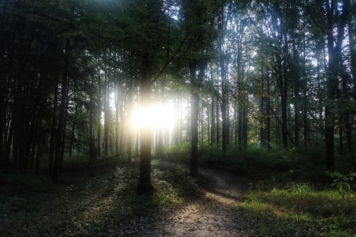 Sunlight filters through trees in a serene forest, illuminating a winding path surrounded by lush greenery.