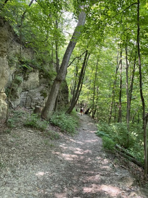 A narrow trail winds through a lush green forest with tall trees and rocky cliffs on one side.