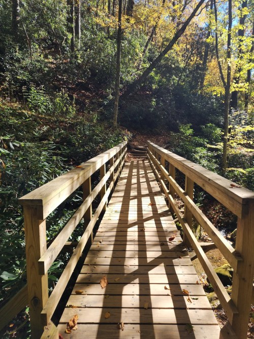 A wooden bridge spans a serene forest path, surrounded by lush greenery and autumn leaves.