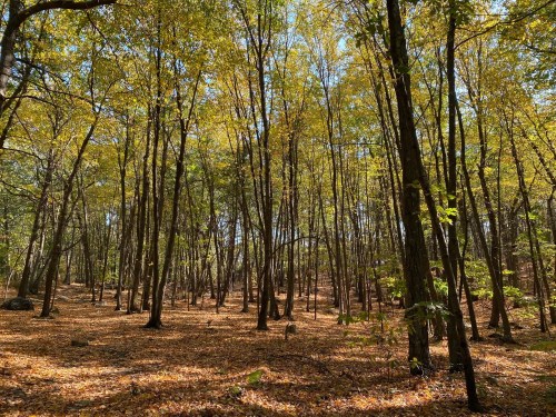 A serene forest scene with tall trees and golden autumn leaves covering the ground under a clear blue sky.