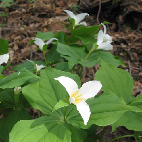 A cluster of white trillium flowers surrounded by green leaves in a natural setting.