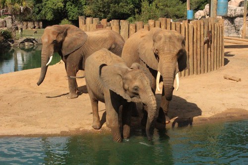 Three elephants stand near a water source in a zoo, surrounded by a sandy area and wooden barriers.