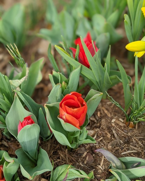 A cluster of vibrant red tulips surrounded by green leaves and mulch, with a hint of yellow flowers in the background.