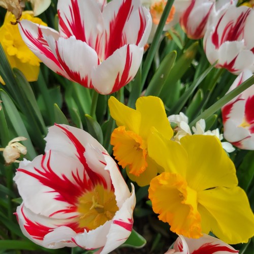 Vibrant red and white striped tulips alongside bright yellow daffodils in a lush garden setting.