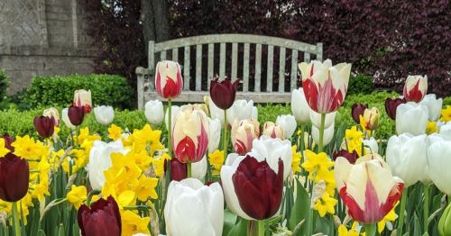 A wooden bench surrounded by vibrant tulips and daffodils in a colorful garden setting.
