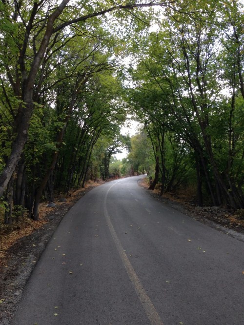 A winding road surrounded by lush green trees, creating a natural canopy overhead.