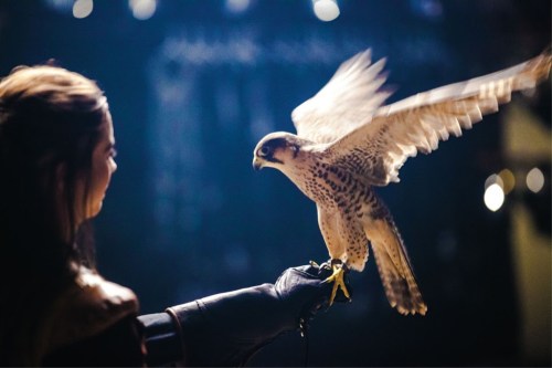 A person in a glove holds a falcon with wings spread, set against a blurred, dimly lit background.
