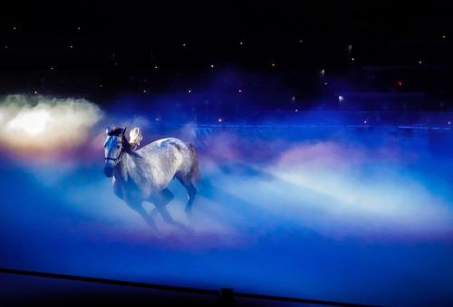 A gray horse gallops through a misty arena, illuminated by soft blue and purple lights.