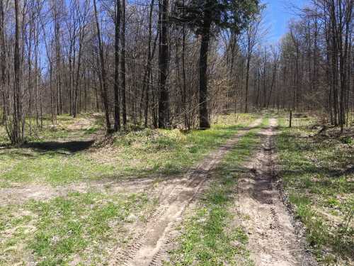 A dirt path splits through a forest, surrounded by trees and patches of green grass under a clear blue sky.