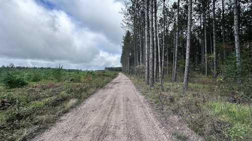 A dirt path winds through a forest of tall pine trees under a cloudy sky.