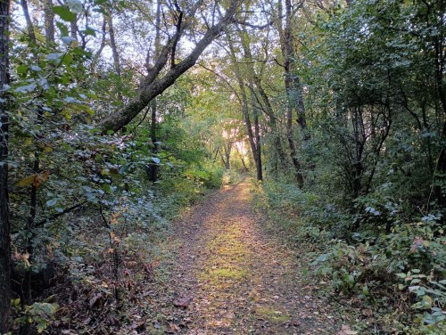 A serene forest path lined with trees, illuminated by soft sunlight filtering through the leaves.