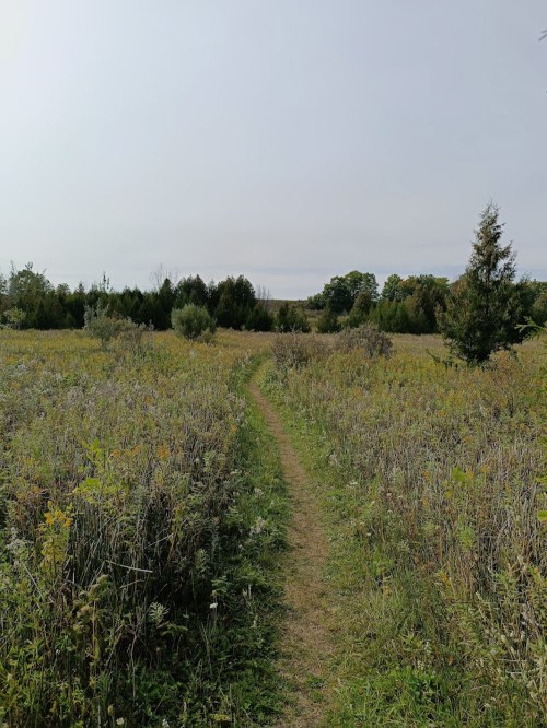A winding dirt path through a grassy field, surrounded by trees under a cloudy sky.