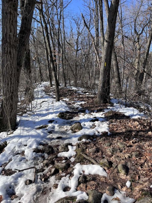 A snowy forest path surrounded by trees, with patches of snow and rocks visible on the ground.